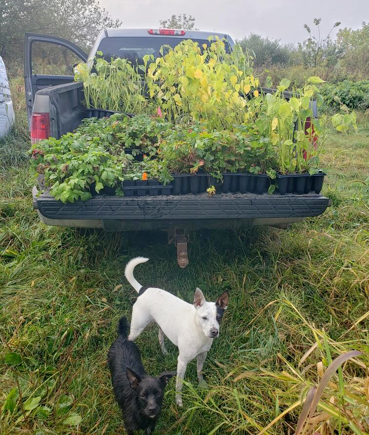 A pickup truck bed filled with trays of leafy seedlings and young plants sits in a grassy field, while two small dogs stand in the foreground looking toward the camera.
